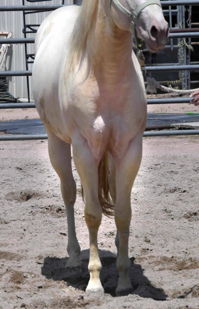 CCowboy Dunnit Good's Stud Fee $ 650.  100 % Cream producer any color mare, Guaranteed.